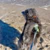 Buddy sucht ein neues Zuhause