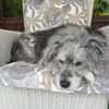 Buddy sucht ein neues Zuhause