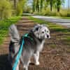 Buddy sucht ein neues Zuhause