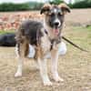 Nelly sucht liebevolle Familie....
