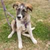 Nelly sucht liebevolle Familie....