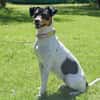 AMY-FLOH, verschmust und agil