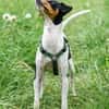 AMY-FLOH, verschmust und agil