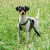 AMY-FLOH, verschmust und agil