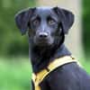 Kaya sucht liebevolle aktive Familie