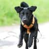 Kaya sucht liebevolle aktive Familie