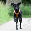 Kaya sucht liebevolle aktive Familie