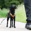 Kaya sucht liebevolle aktive Familie