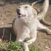 Donatella sucht liebevolles Zuhause