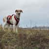 Donna - sportliche Familie gesucht