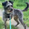 KRÜMEL -Terriermix auf 3 Pfoten-