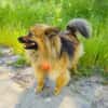 Raya ein Zwergspitz Mix Mädchen