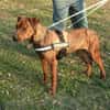 Karma, Pittbull-Terrier sucht ein Zuhaus