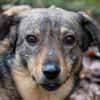 TASCO -perfekter Zweithund-