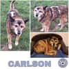 CARLSON -unkompliziert & verschmust-