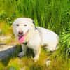 Didko ein lieber Familienhund