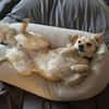 Maja sucht ein neues Zuhause
