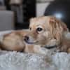 Maja sucht ein neues Zuhause