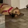 MAUDE -sucht hundeerfahrene Menschen-