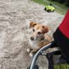 MOCCA -sucht ein hundeerfahrenes Zuhause
