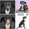 ADJA -Super lieb, fröhlich & aktiv-