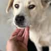 Felia Sanfte Seele sucht erstes Zuhause