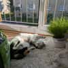 Liebes Katzenmädel Roma (ALO) Stuttgart
