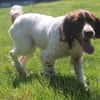 Myrtille