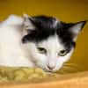 Kitty CAB5585