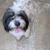 FIFI