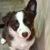 Achille