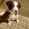 Achille