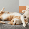 TANGO
