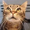 MINOU