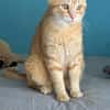 Chouchou