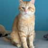 Chouchou