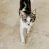 SMOKY jeune chat