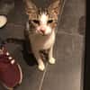SMOKY jeune chat