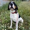 GARY (union animal)