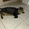 GRISOU croisé maine coon