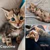 Capucine, Lucky, Marley