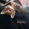 Capucine, Lucky, Marley