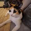 Liebe Katze Tanya