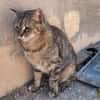Liebe, zutrauliche Katze Micaela