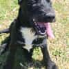 Liebenswerter Blacky sucht euch