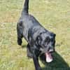 Liebenswerter Blacky sucht euch