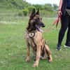 Akira - loyal, intelligent und aktiv