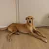 Windhund-Mix Keylam wartet auf dich!