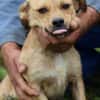 Cemaro - kinderlieber Familienhund
