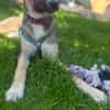 Arco - Ein besonderer Hundejunge...